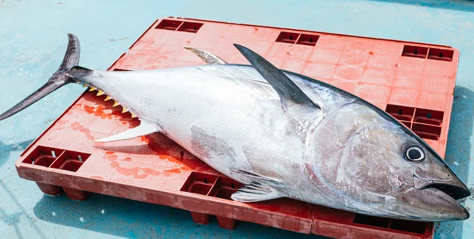 What is the difference between ahi tuna and regular tuna?